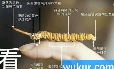 新鲜冬虫夏草怎么看真假
