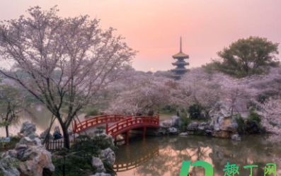 樱花花期怎么养护