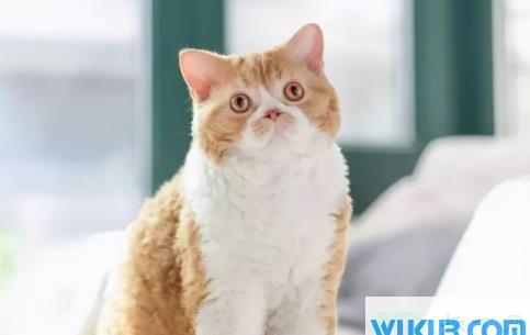 为什么好多人被猫抓不打疫苗