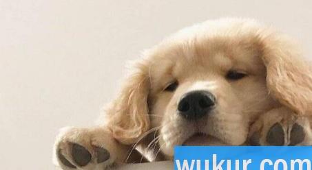 狂犬病潜伏期最长50年是真的吗