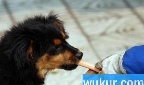 为什么说狂犬疫苗是个大骗局