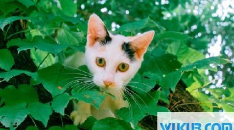 喵喵养猫赚钱骗局