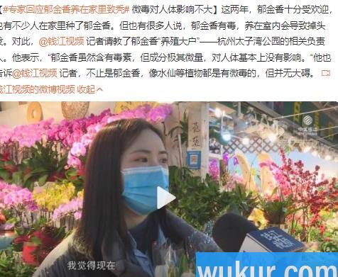郁金香养在家里致秃真的吗