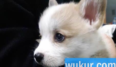 狗咬伤什么程度要打针