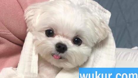 狂犬病潜伏期最长多久
