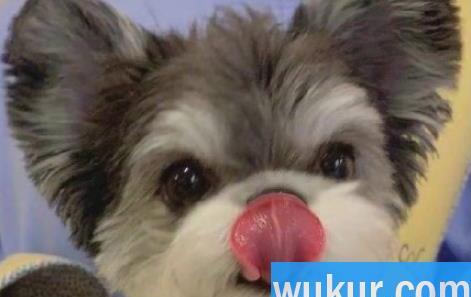 狂犬病人学狗叫是真的吗
