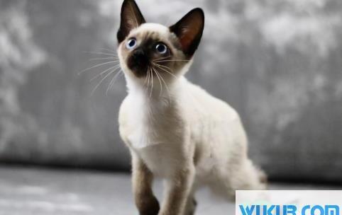 被猫咬千万不要打狂犬疫苗真的吗