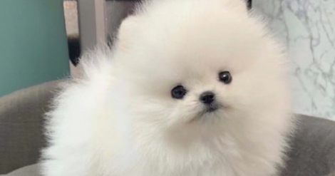 狗咬了30天打针有用不