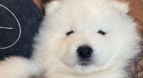 狗咬了30天打针有用不