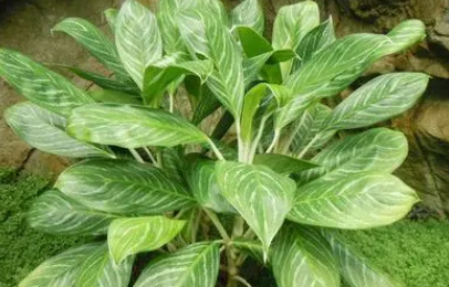 万年青是不是有毒植物